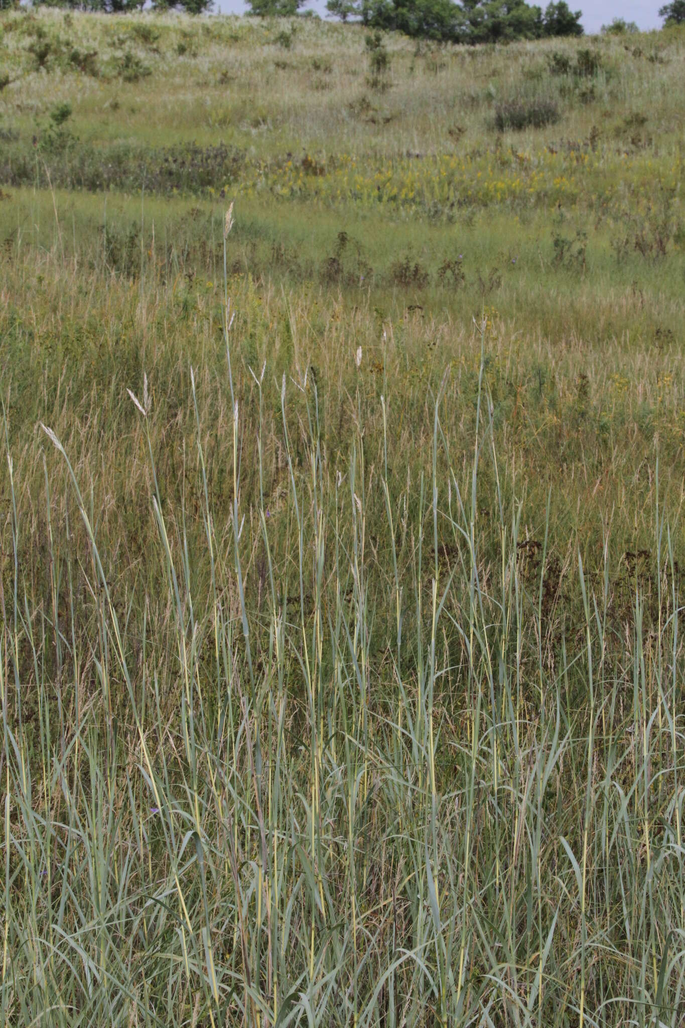 Image of sand bluestem