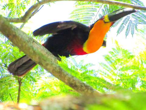 Image of Channel-billed Toucan