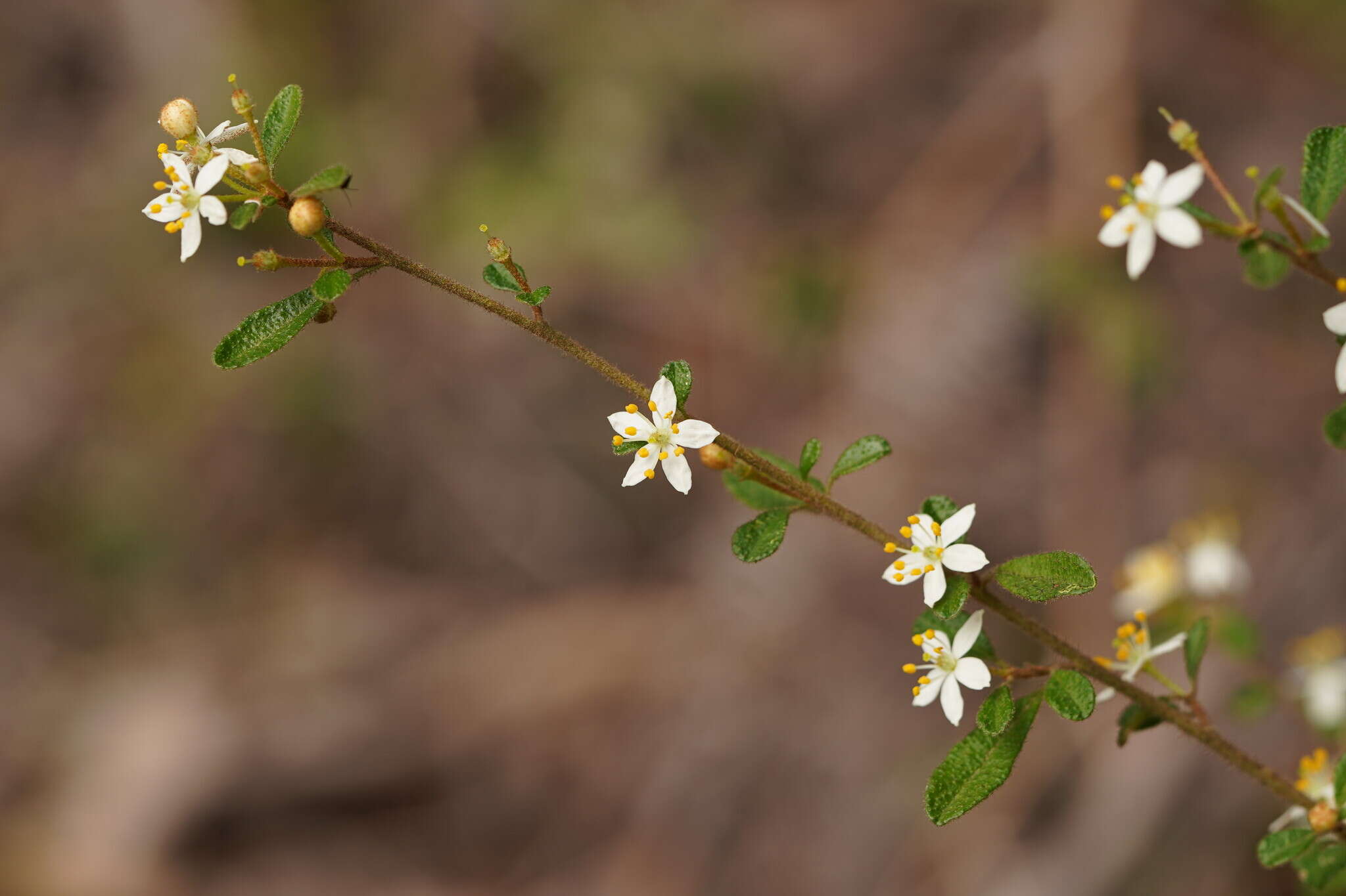 Image of Asterolasia asteriscophora subsp. albiflora Mole