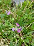 Plancia ëd Primula scandinavica Brunn.