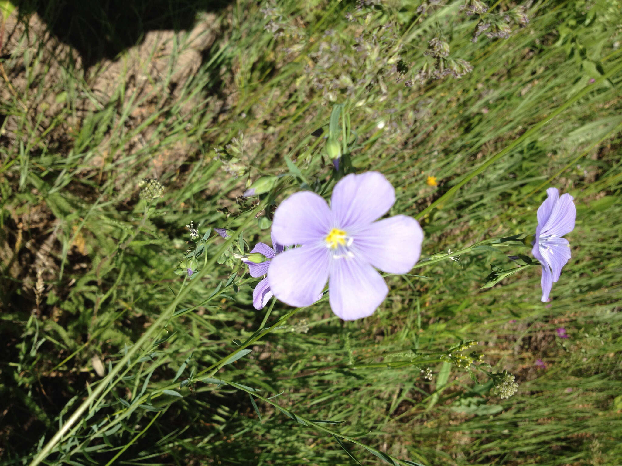 Imagem de Linum lewisii Pursh