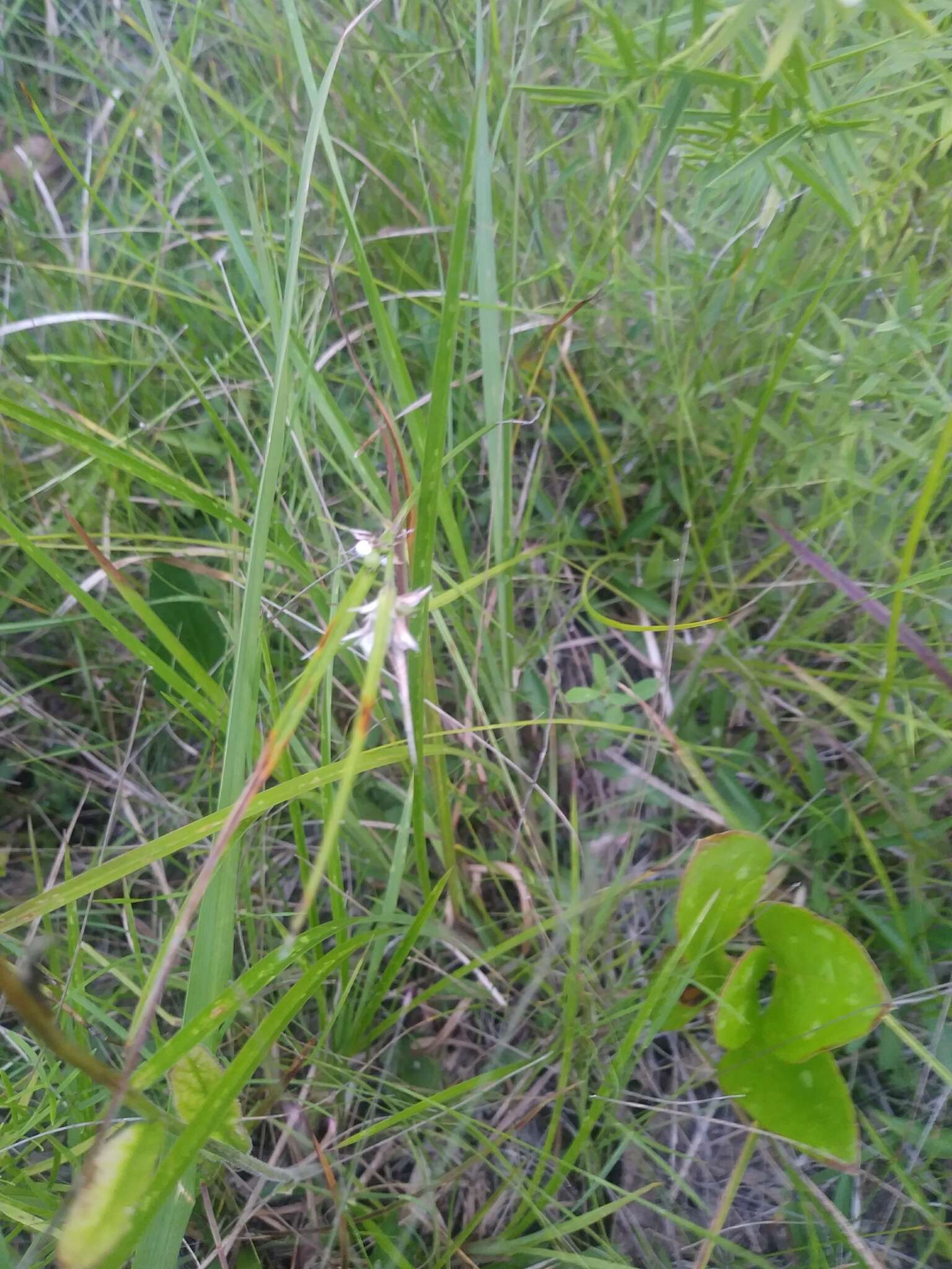 Scleria pauciflora Muhl. ex Willd. resmi