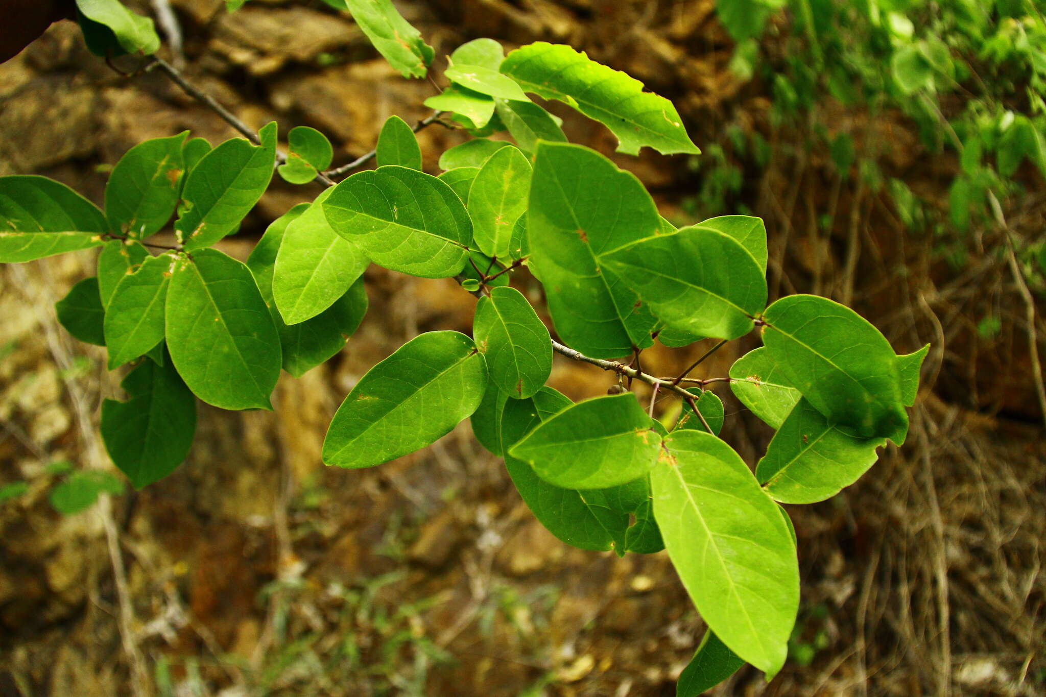 Image of Bursera instabilis Mc Vaugh & Rzedowski