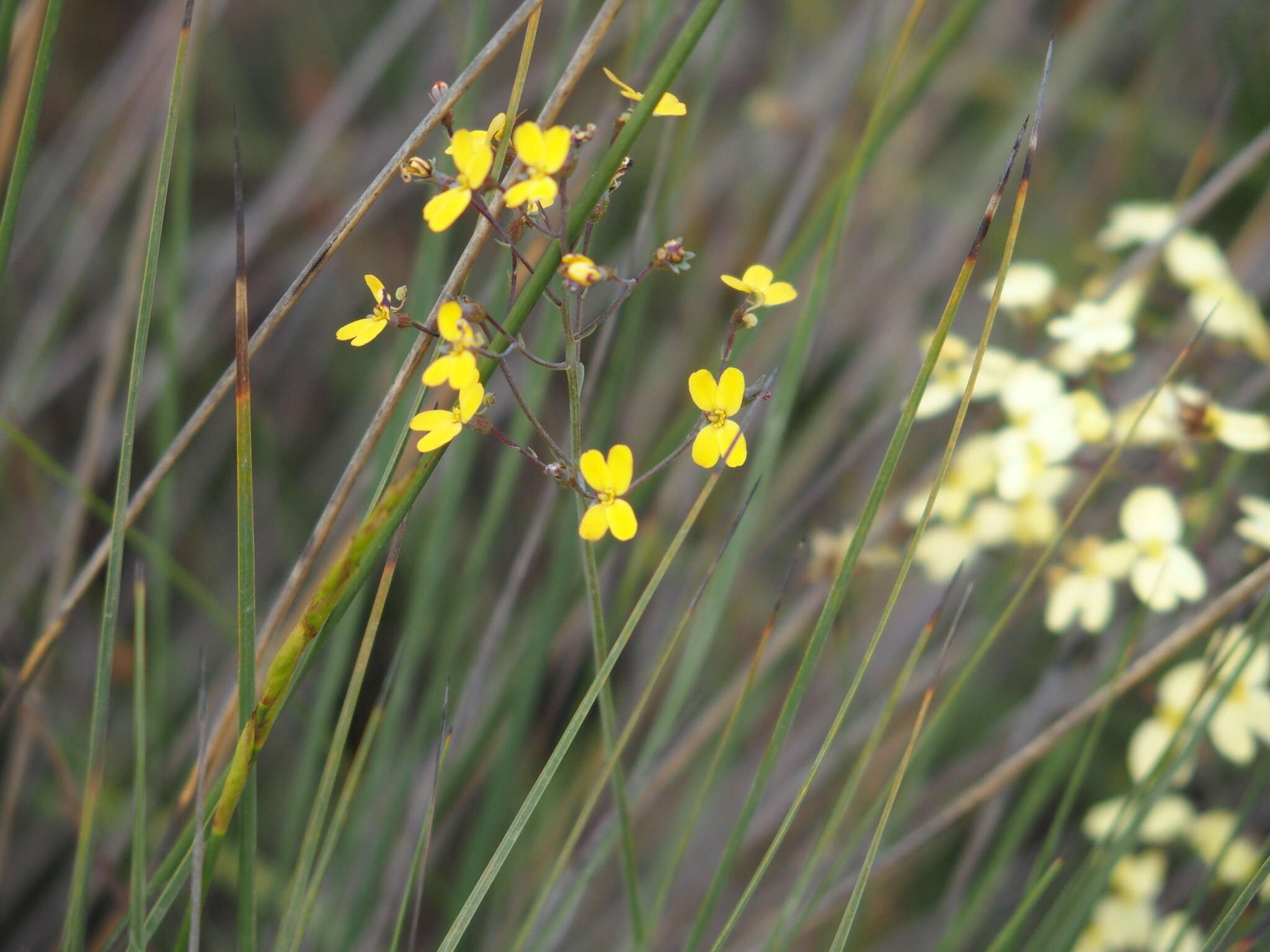 Image of Stylidium luteum R. Br.