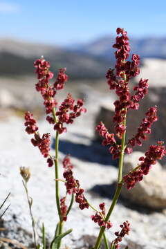 Image of alpine sheep sorrel