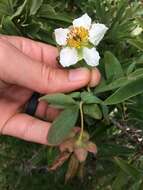 Image de Crossosoma californicum Nutt.