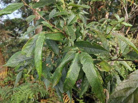 Слика од Photinia beauverdiana C. K. Schneid.