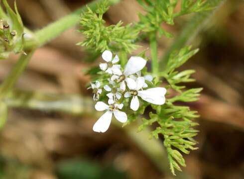 صورة Scandix macrorhyncha C. A. Mey.