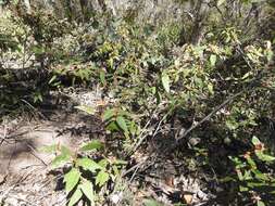 Image of Lasiopetalum macrophyllum R. Grah.