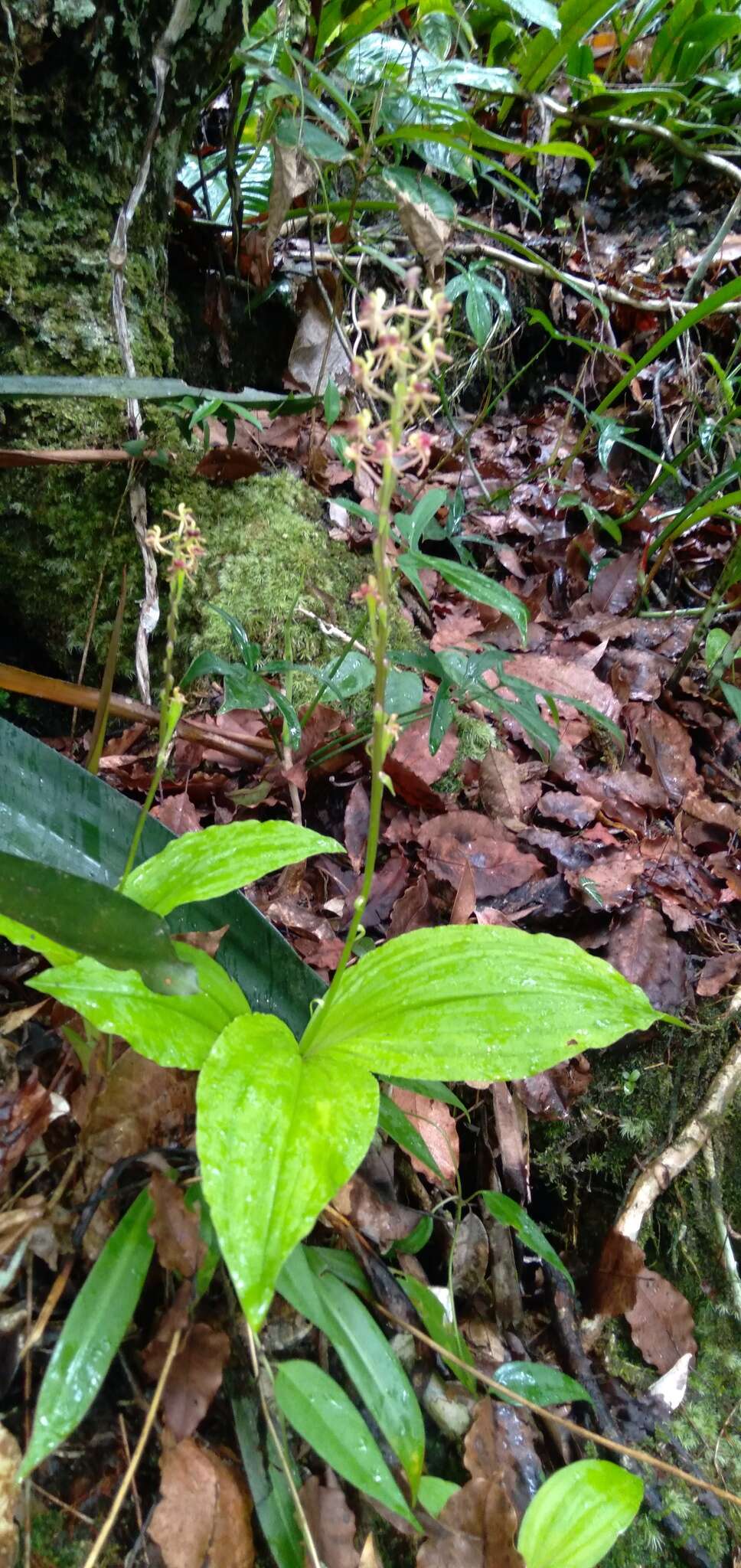 Image of Pantropical Wide-Lip Orchid