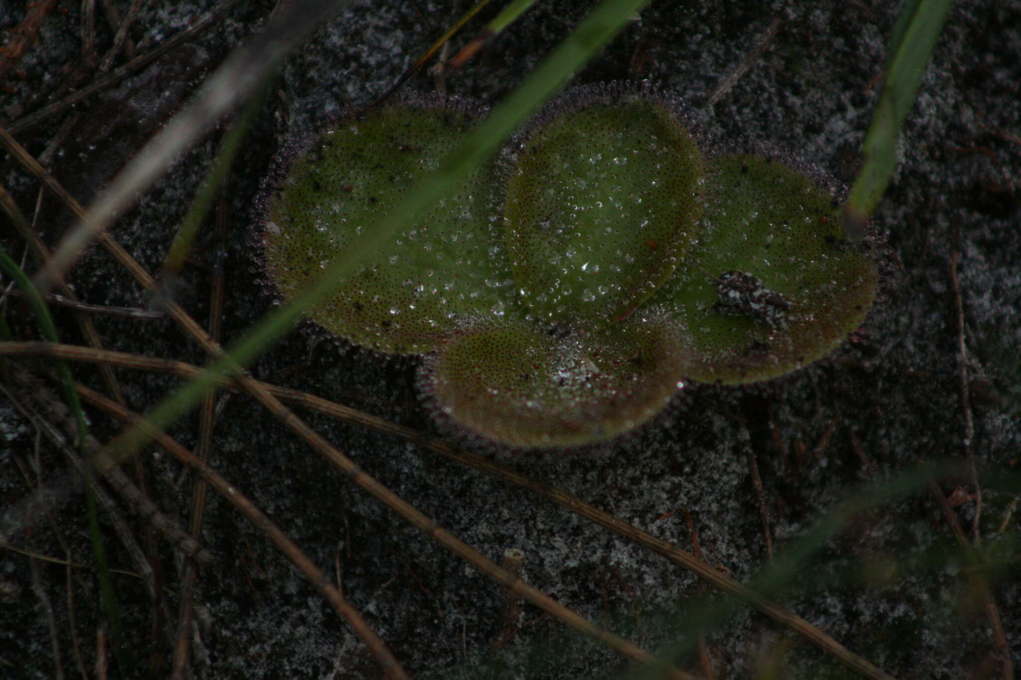 صورة Drosera erythrorhiza Lindl.