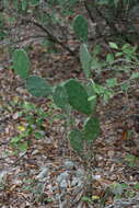 Image of Eastern Prickly Pear