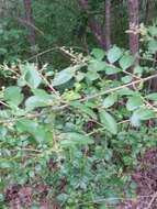 Image of Chinese privet