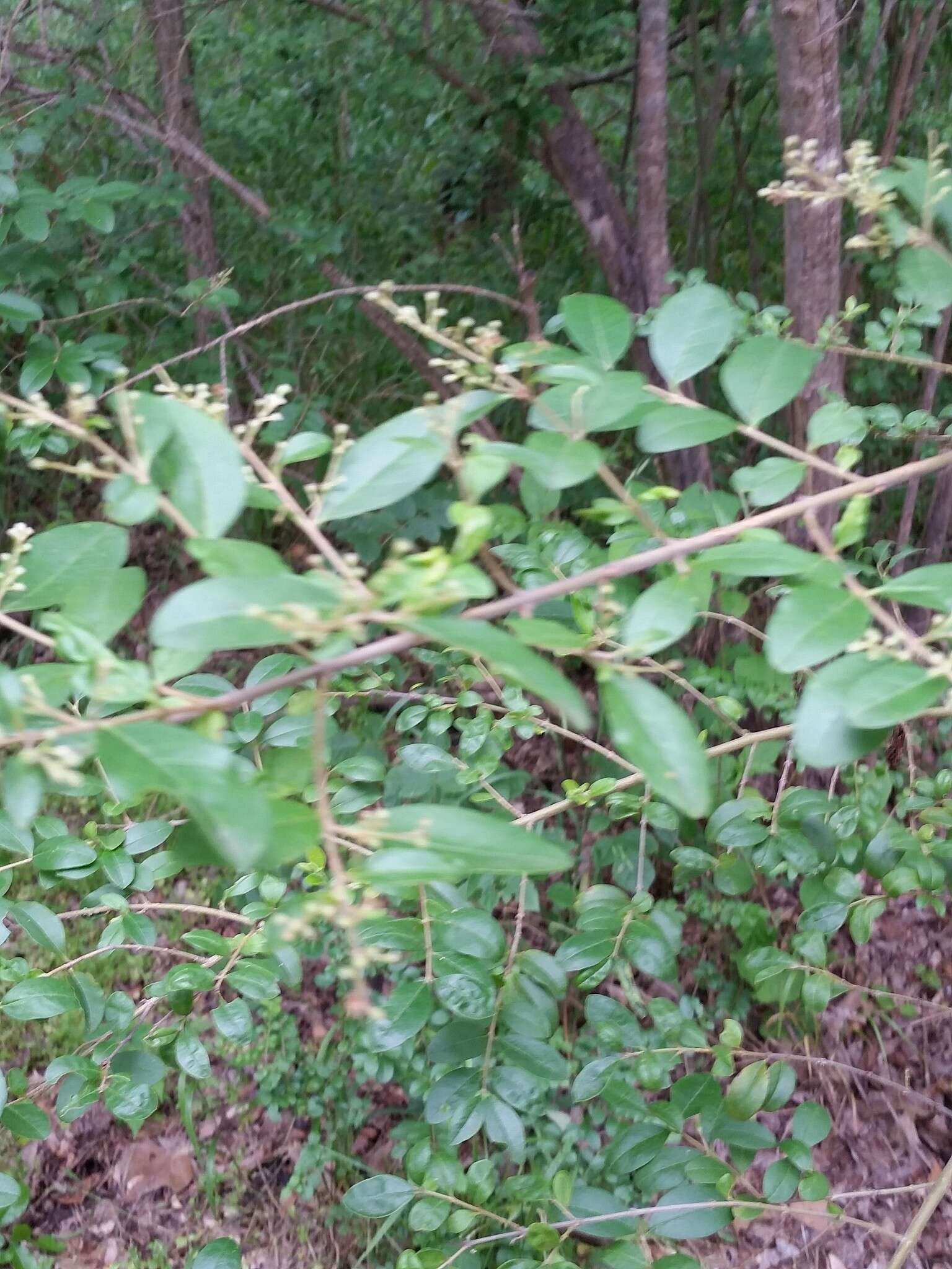 Image of Chinese privet