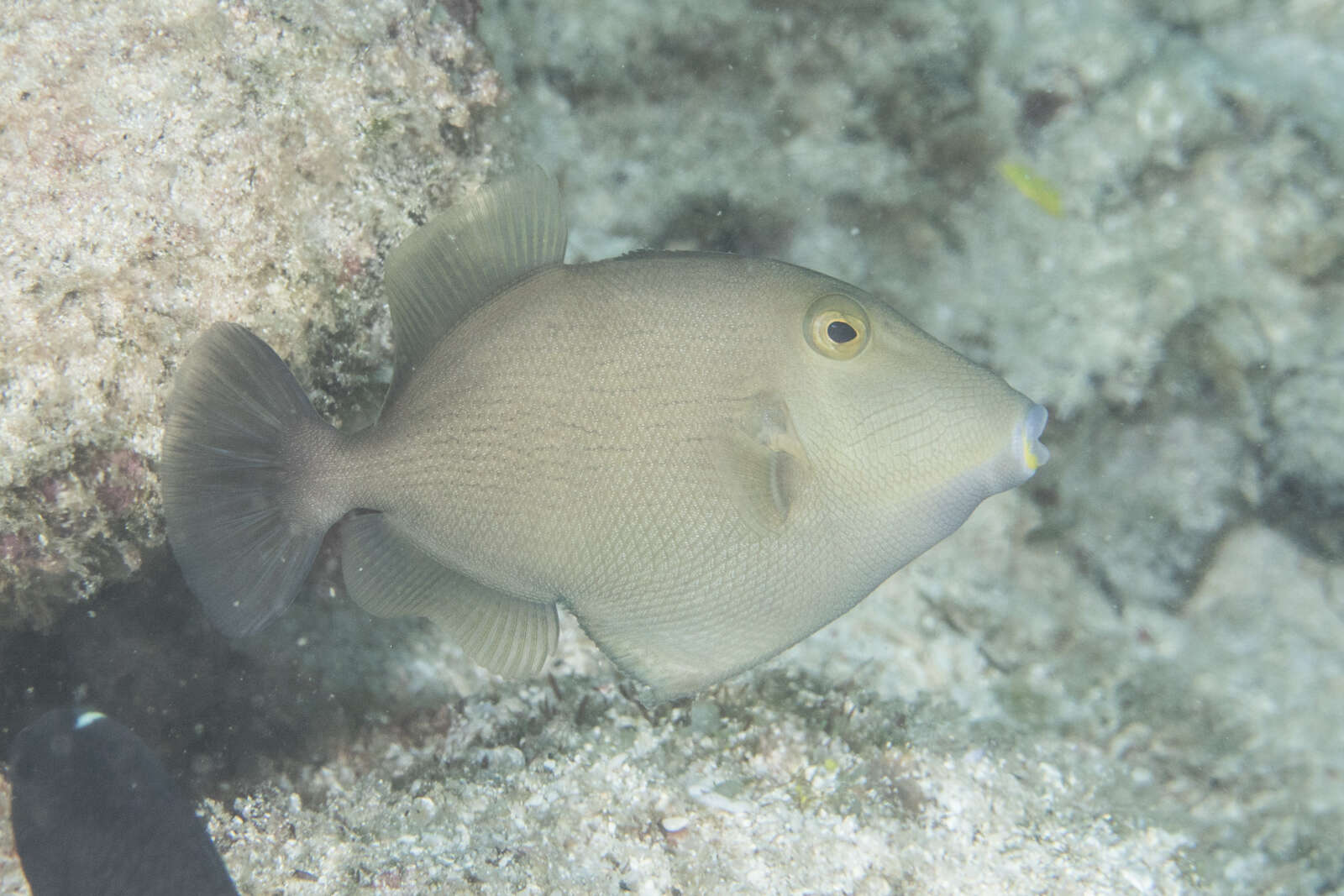 Image of Bridle Triggerfish