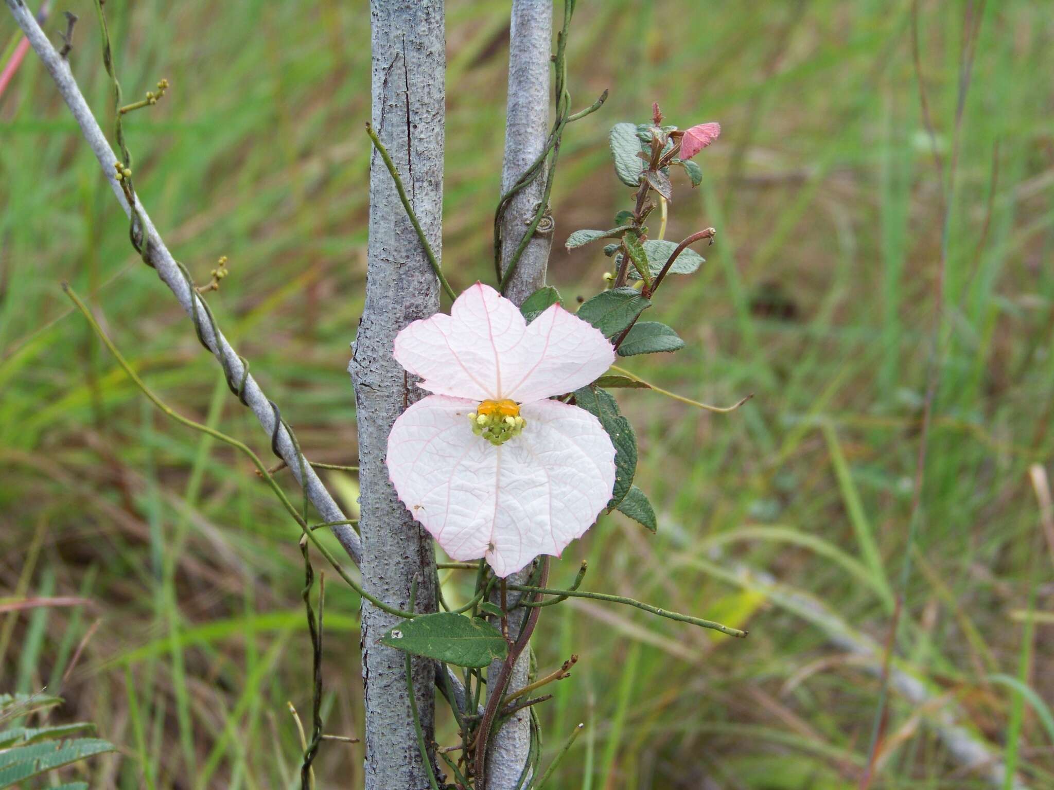 Image of Dalechampia schippii Standl.