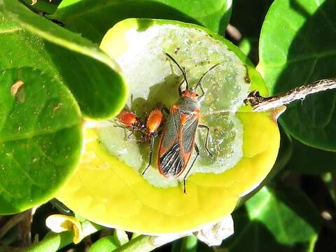 Image of Caenocoris nerii (Germar & E. F. 1847)