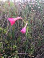 Imagem de Gladiolus meridionalis G. J. Lewis