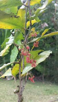 صورة Physena madagascariensis Steud.