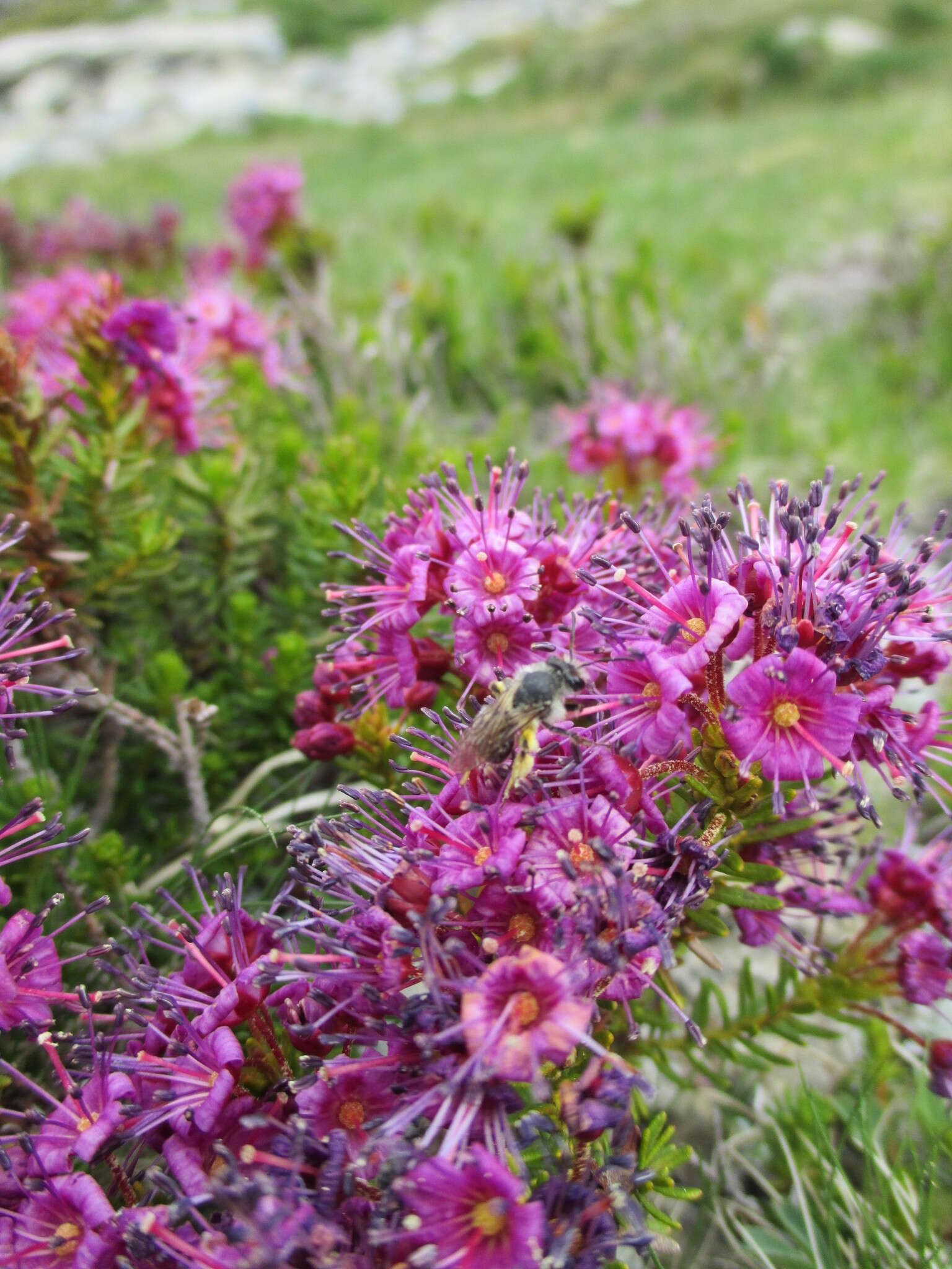 Image of purple mountainheath
