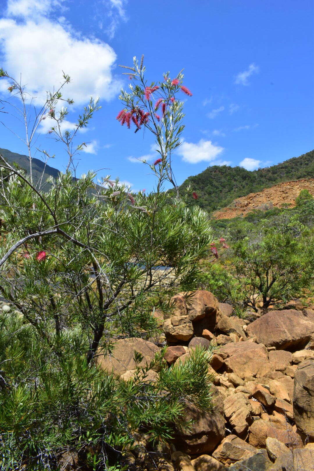 Image of Grevillea gillivrayi Hook.