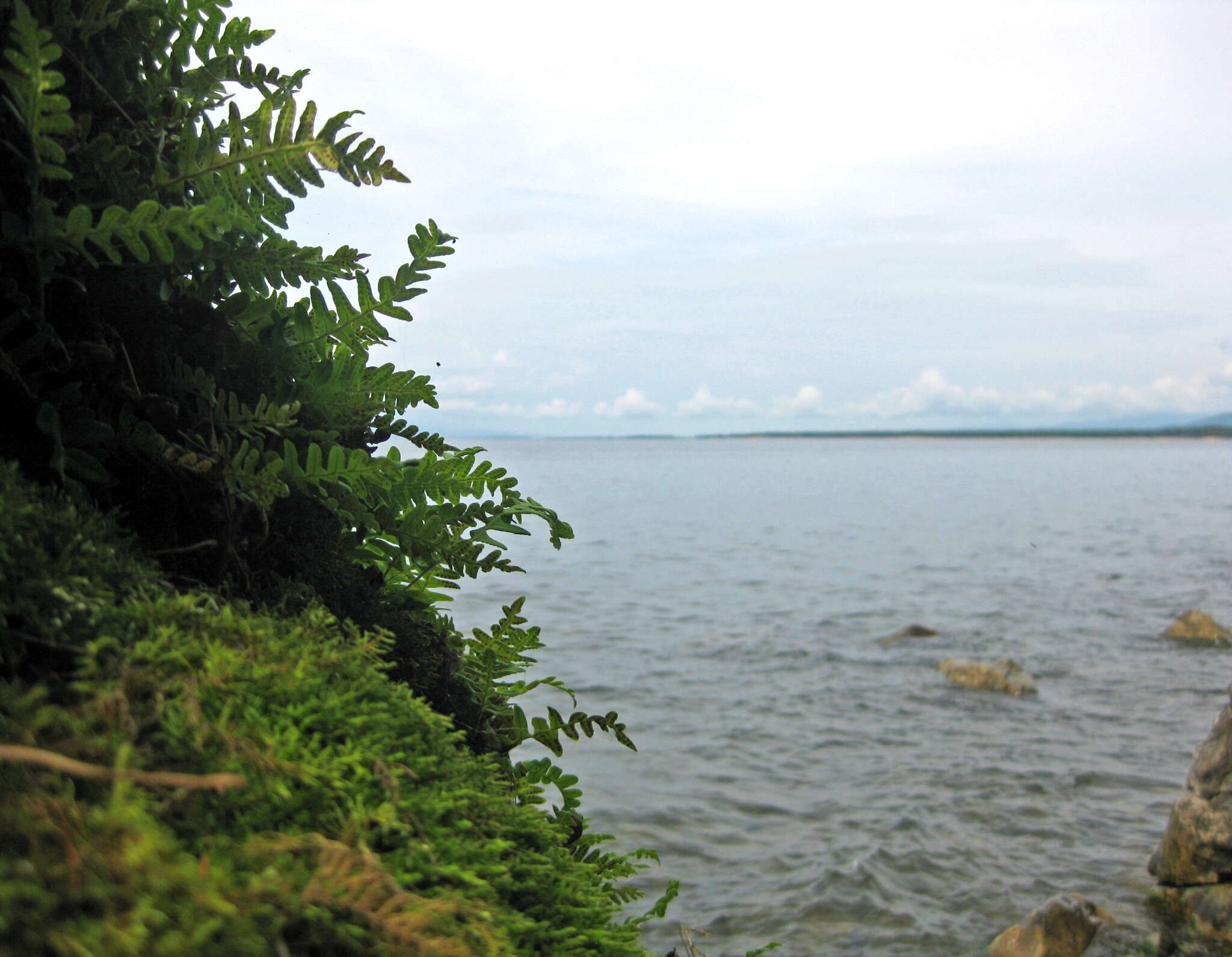 Polypodium sibiricum Siplivinsky的圖片