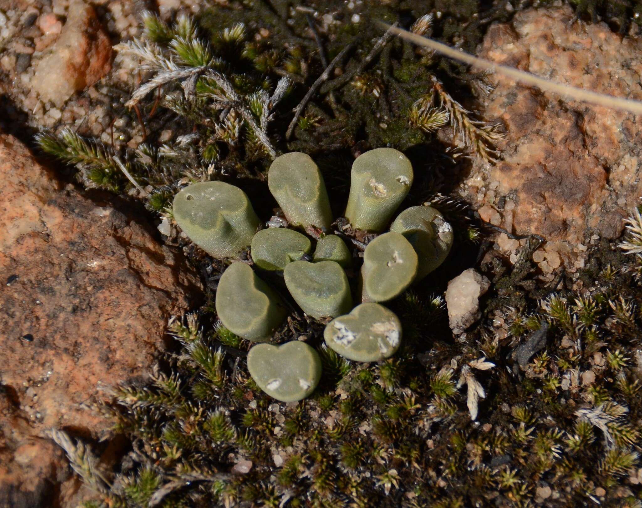 Image of Frithia pulchra N. E. Br.