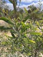 Image of Acacia trineura F. Muell.