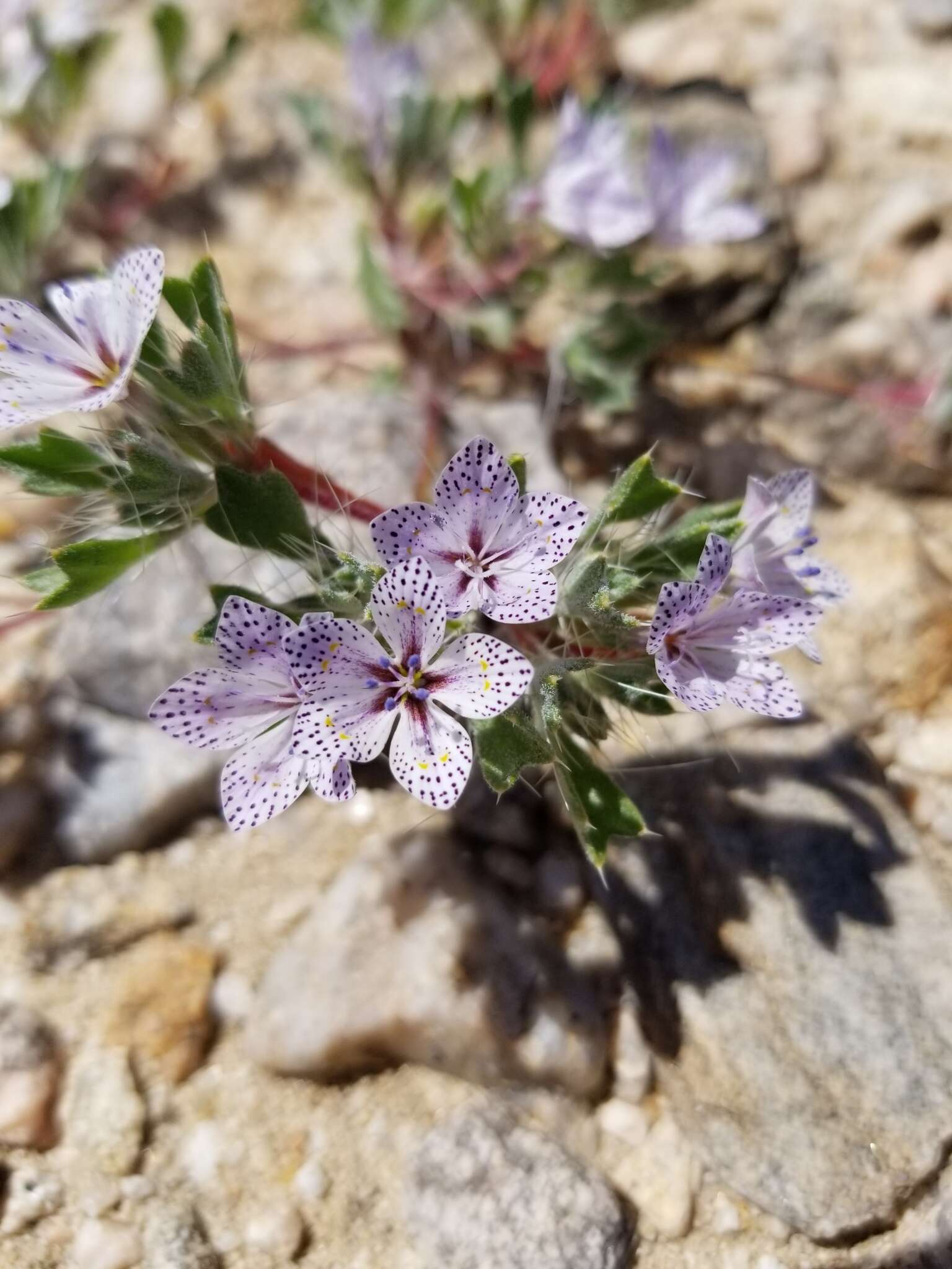 Image of Great Basin langloisia