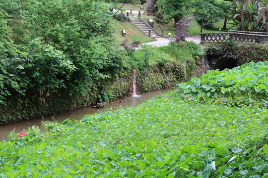 Image of Wild Taro