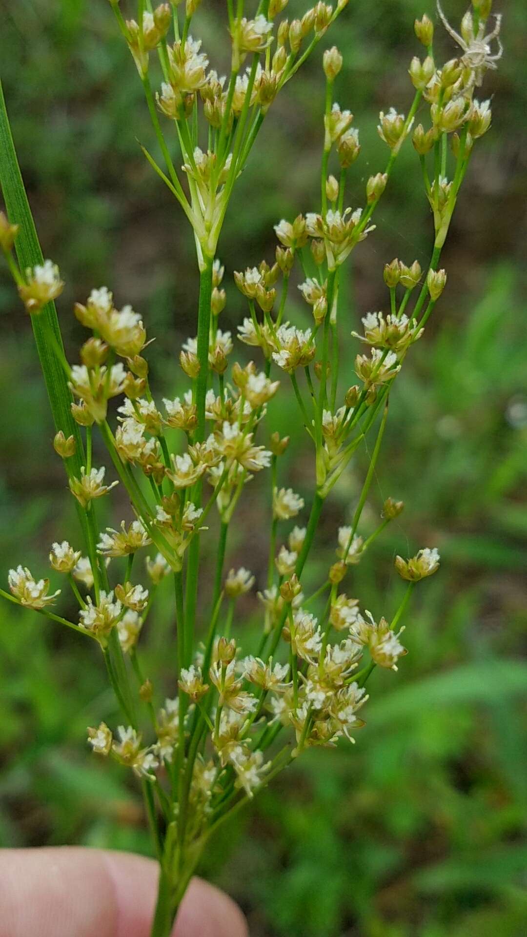 Image of grassleaf rush