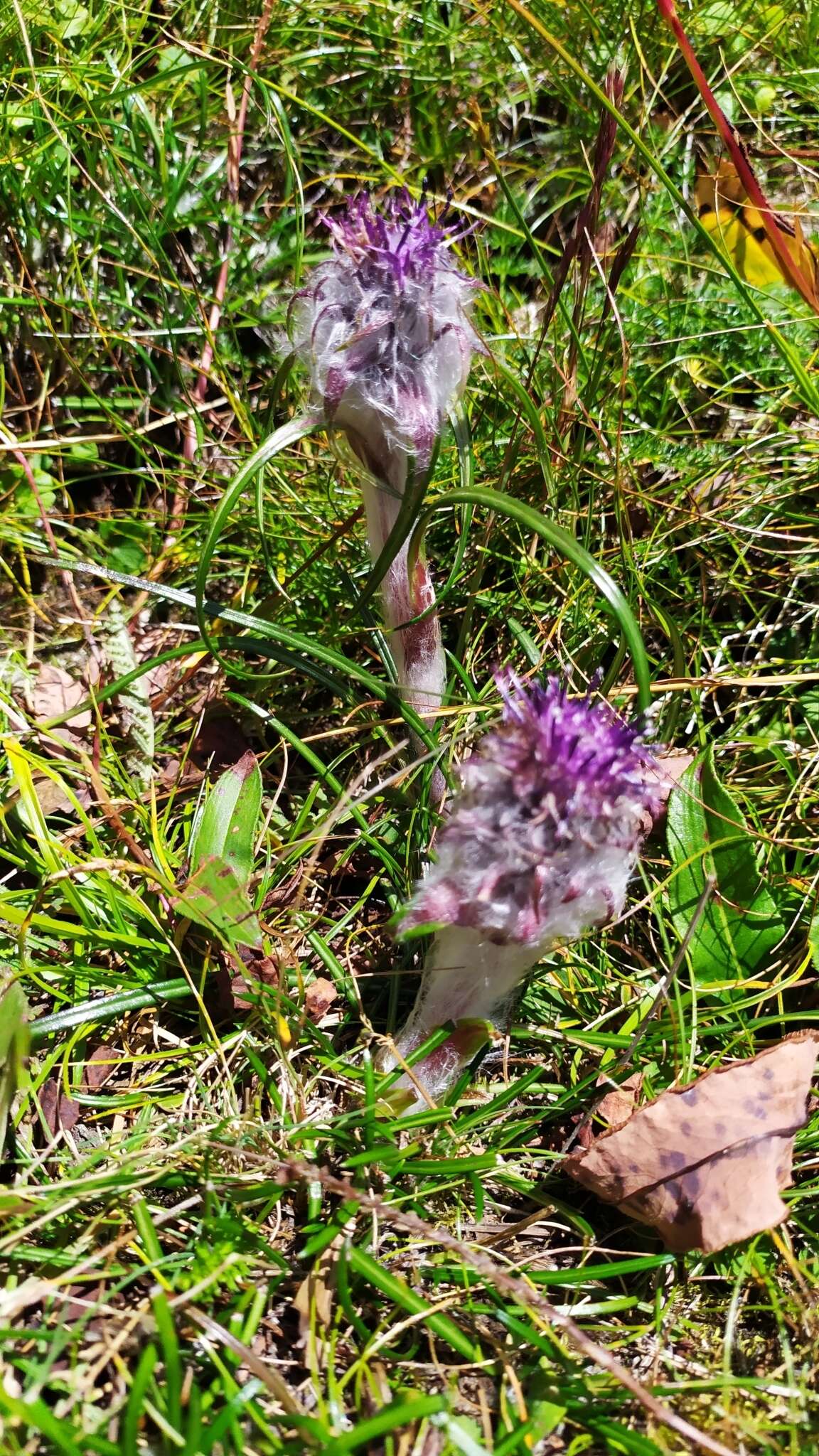 Слика од Saussurea graminifolia Wall.