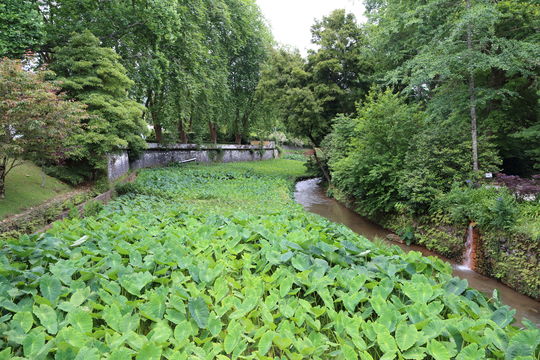 Image of Wild Taro