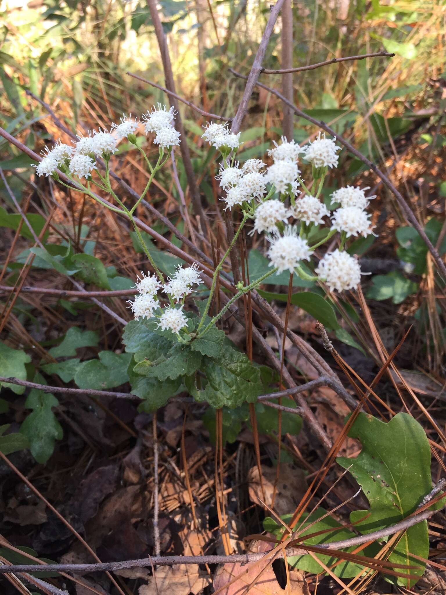 Image of lesser snakeroot