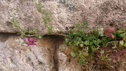 Image of Fumaria capreolata subsp. capreolata