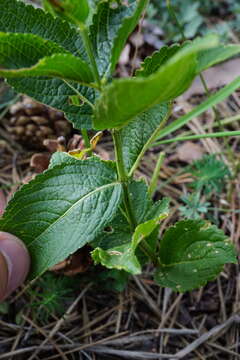 Image of Mercurialis ovata Sternb. & Hoppe