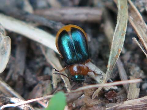 Image of Knotweed Leaf Beetle