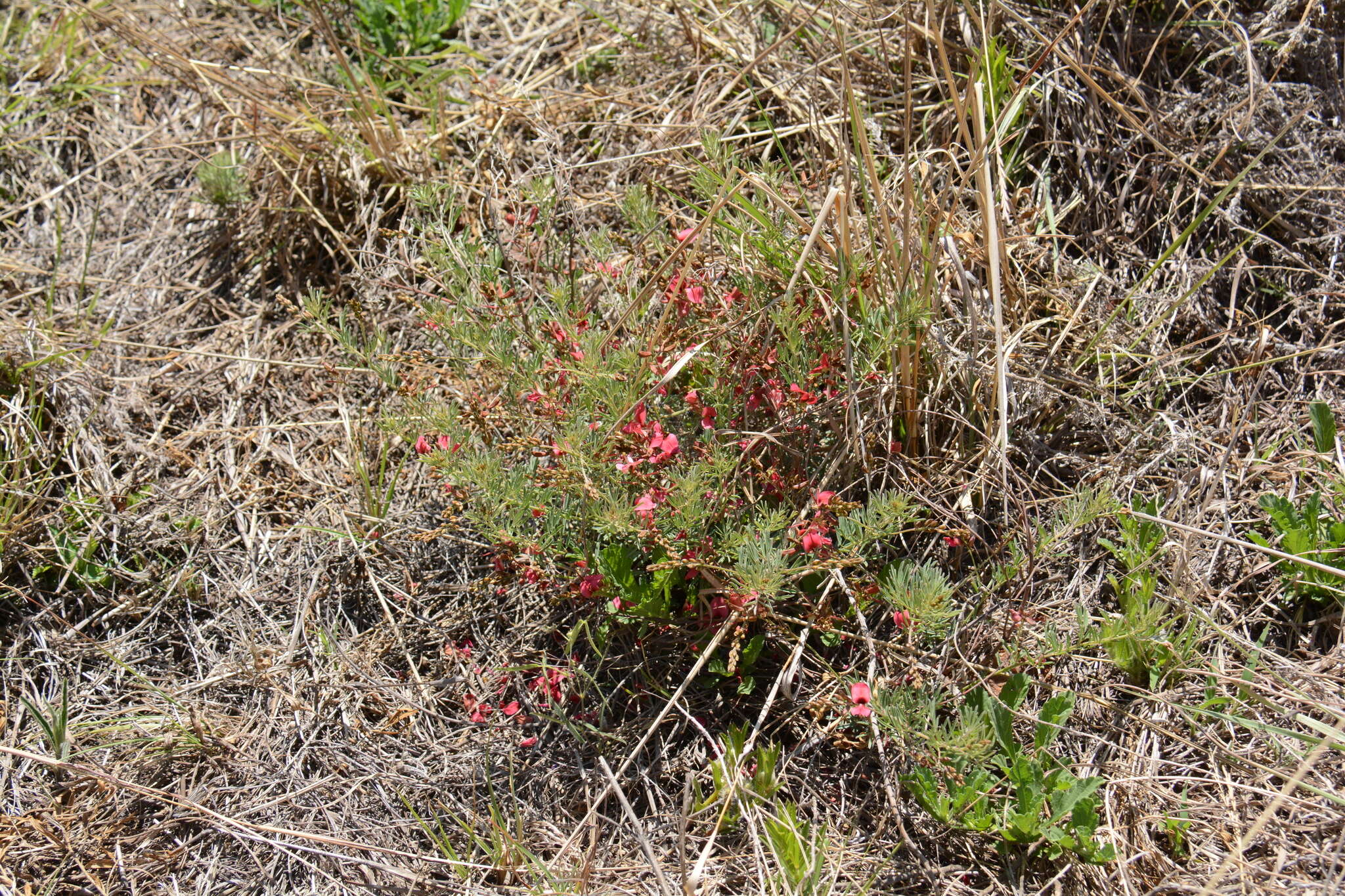 Image de Acalypha caperonioides Baill.