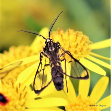 Image of Argyroeides braco Herrich-Schäffer 1855