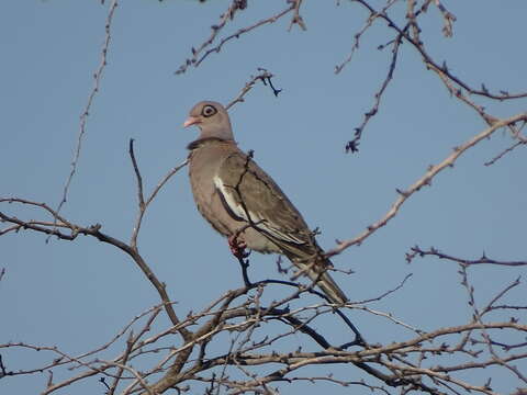 صورة Patagioenas corensis (Jacquin 1784)