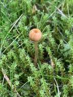 Image of Galerina heterocystis (G. F. Atk.) A. H. Sm. & Singer 1958