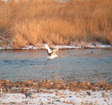 Image of Japanese Crane