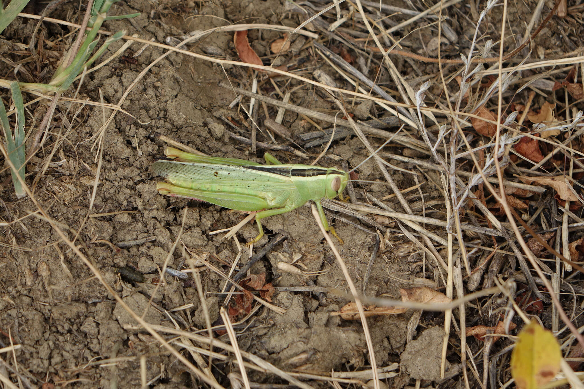 Heteracris pterosticha (Fischer von Waldheim 1833)的圖片