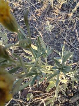 Image de Picradeniopsis oppositifolia (Nutt.) Rydb.