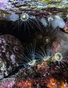 Image of gray encrusting anemone