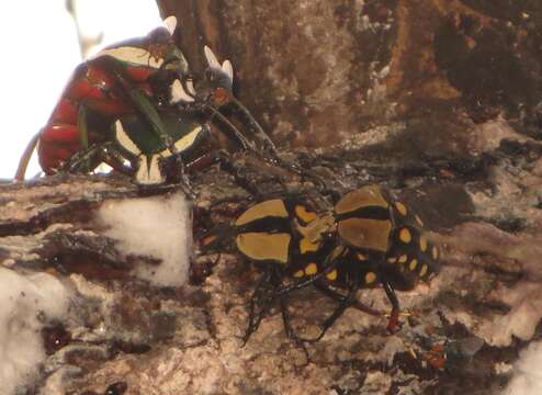 Image of Mecynorhina (Amaurodes) passerinii (Westwood 1843)