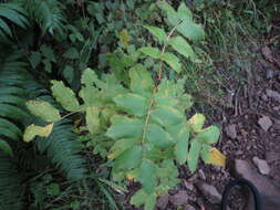 Image of Cascade mountain ash