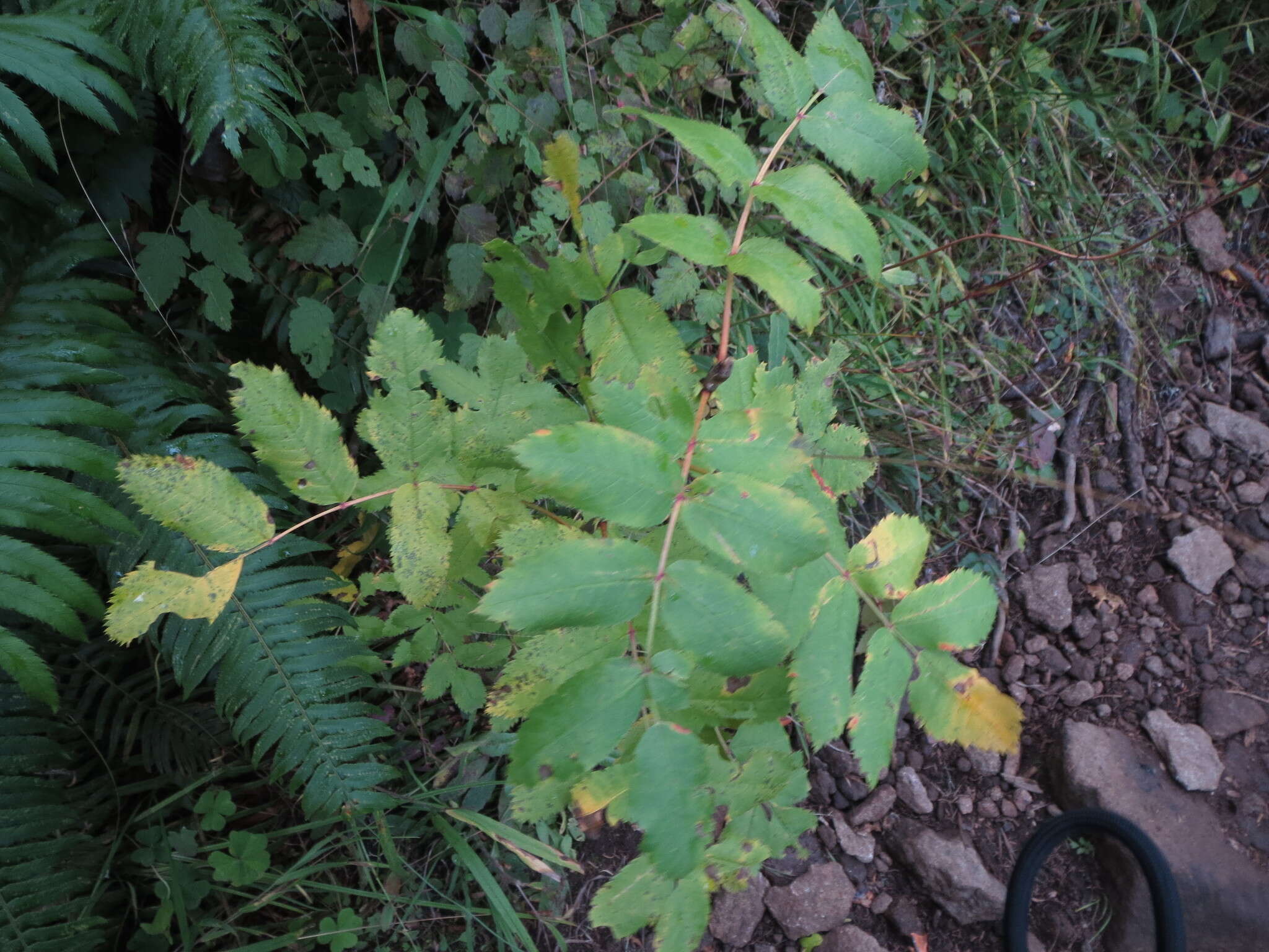 Image of Cascade mountain ash