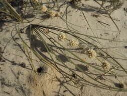 Sivun Lomandra leucocephala (R. Br.) Ewart kuva