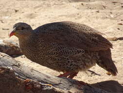 Image of Natal Francolin